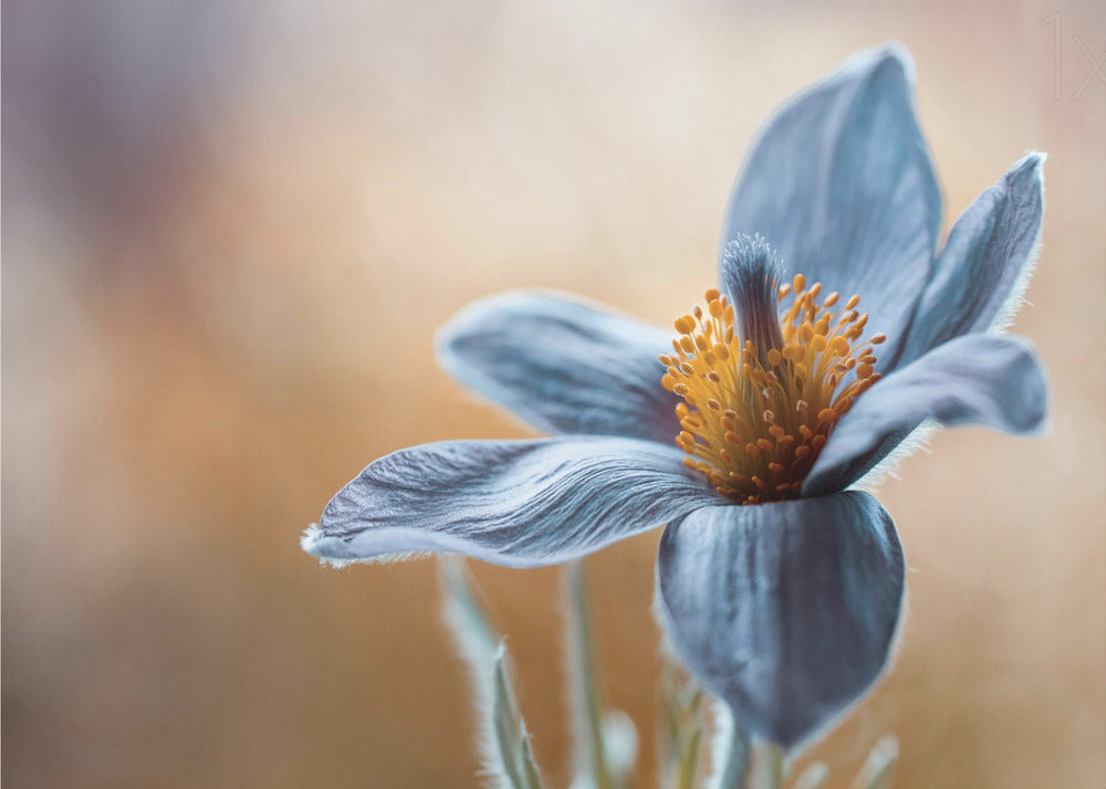 Wall art Pasque. Floral-Canvas Print-DECOROLALA