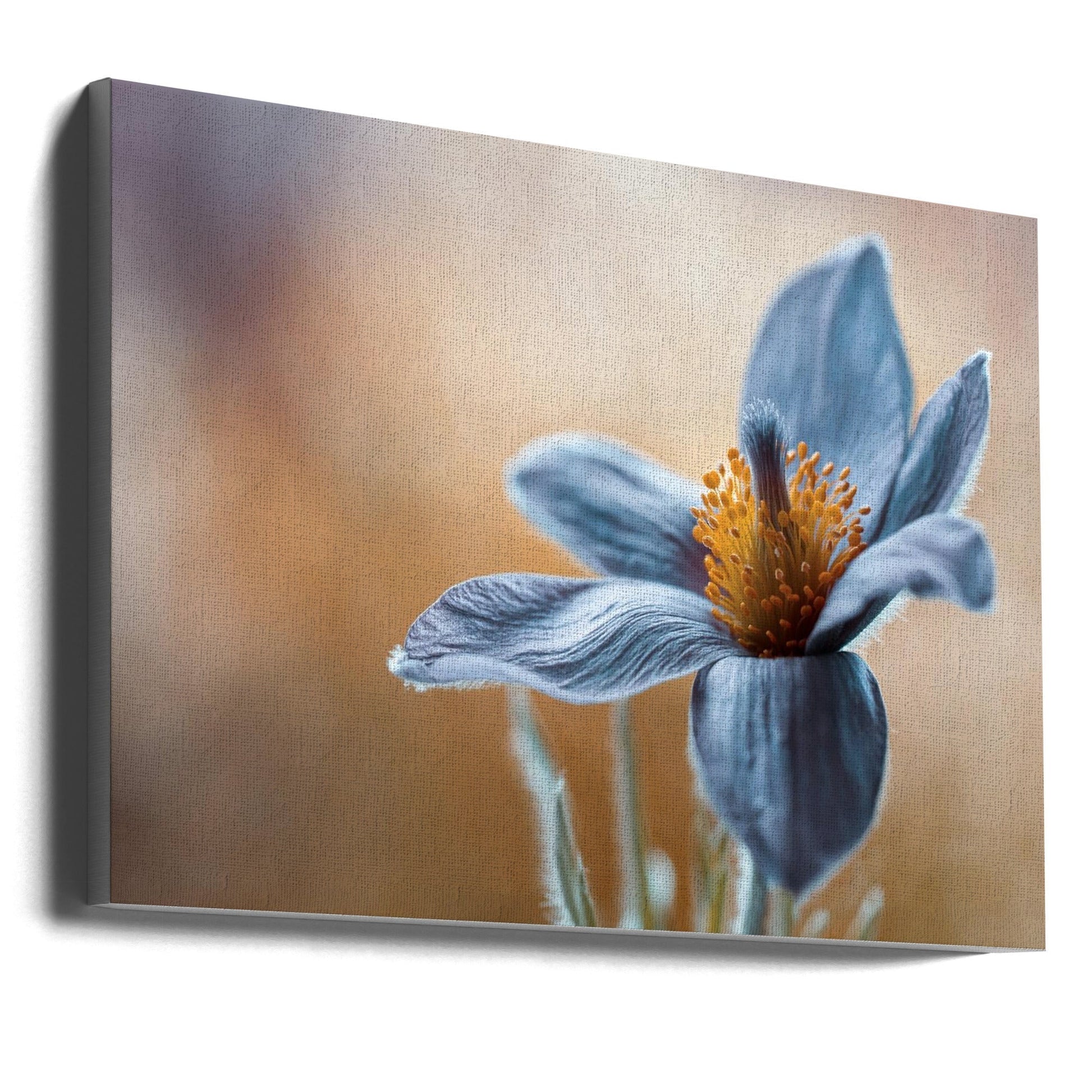 Wall art Pasque. Floral-Canvas Print-DECOROLALA