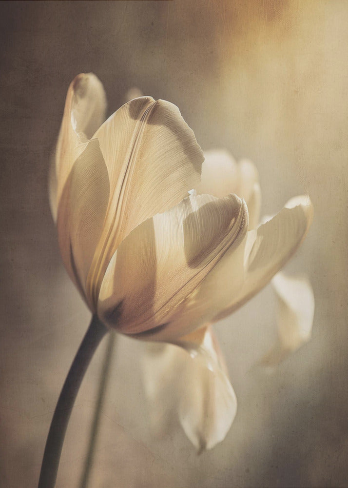 Wall art Pastel Tulip-canvas-DECOROLALA