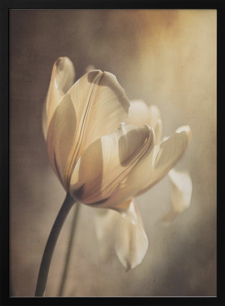 Wall art Pastel Tulip-canvas-DECOROLALA