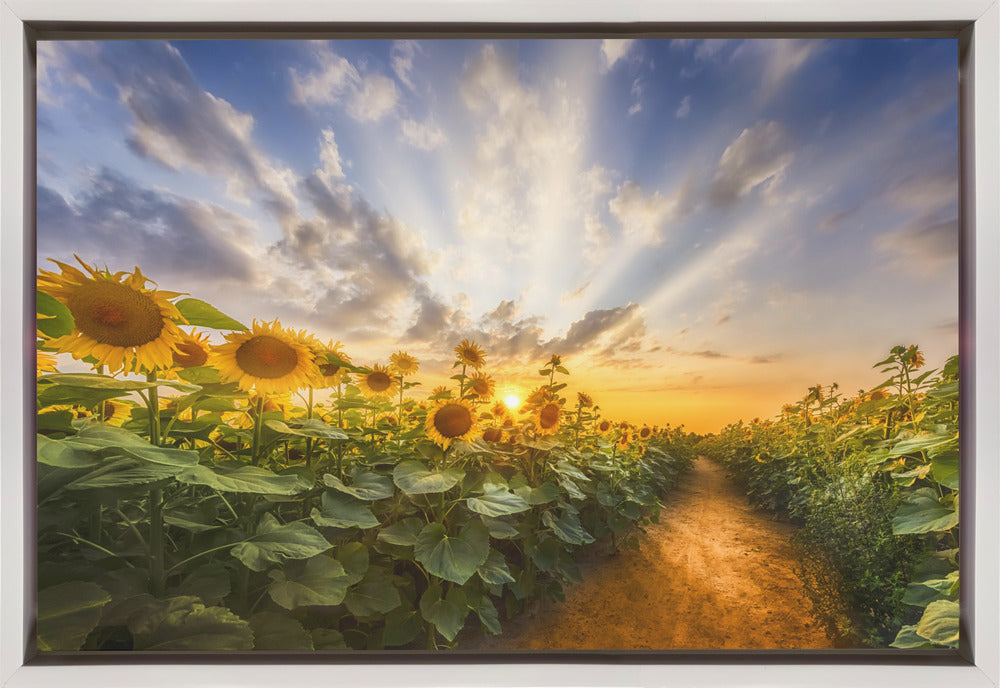 Wall art Path through the sunflower field-canvas-DECOROLALA