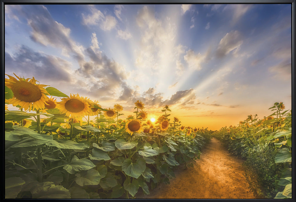Wall art Path through the sunflower field-canvas-DECOROLALA