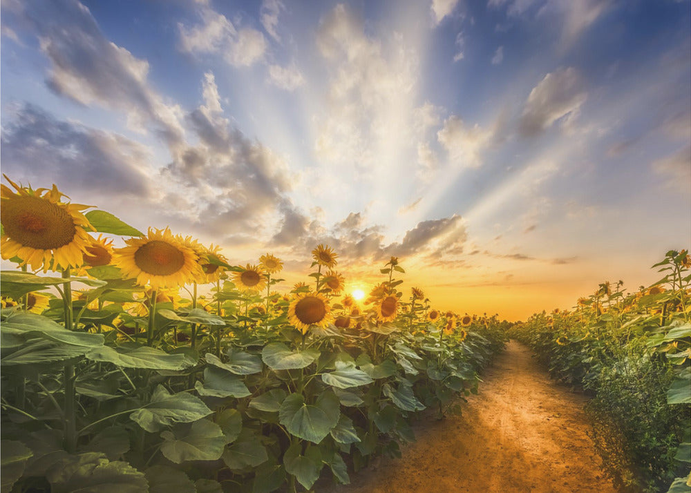 Wall art Path through the sunflower field-canvas-DECOROLALA