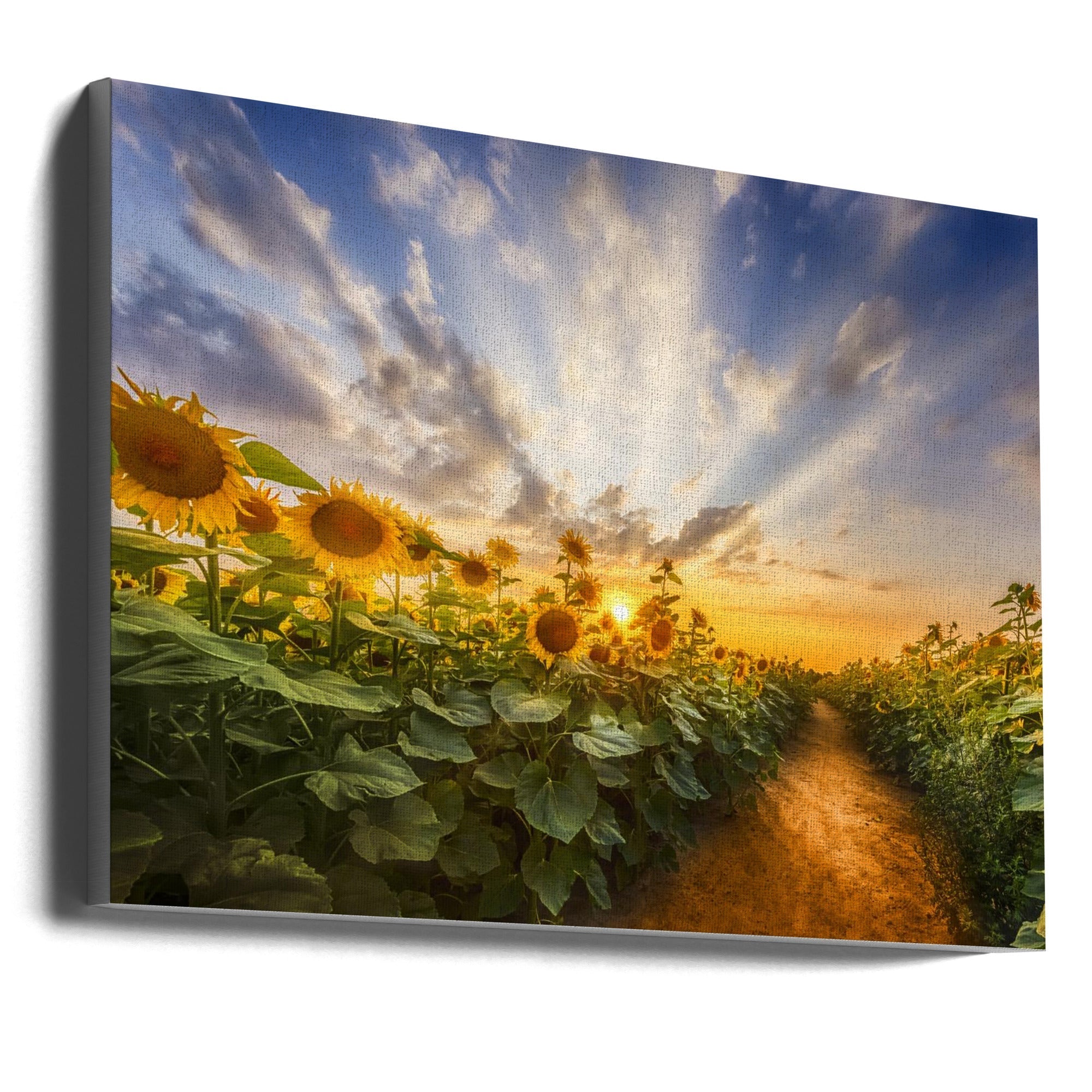 Wall art Path through the sunflower field-canvas-DECOROLALA