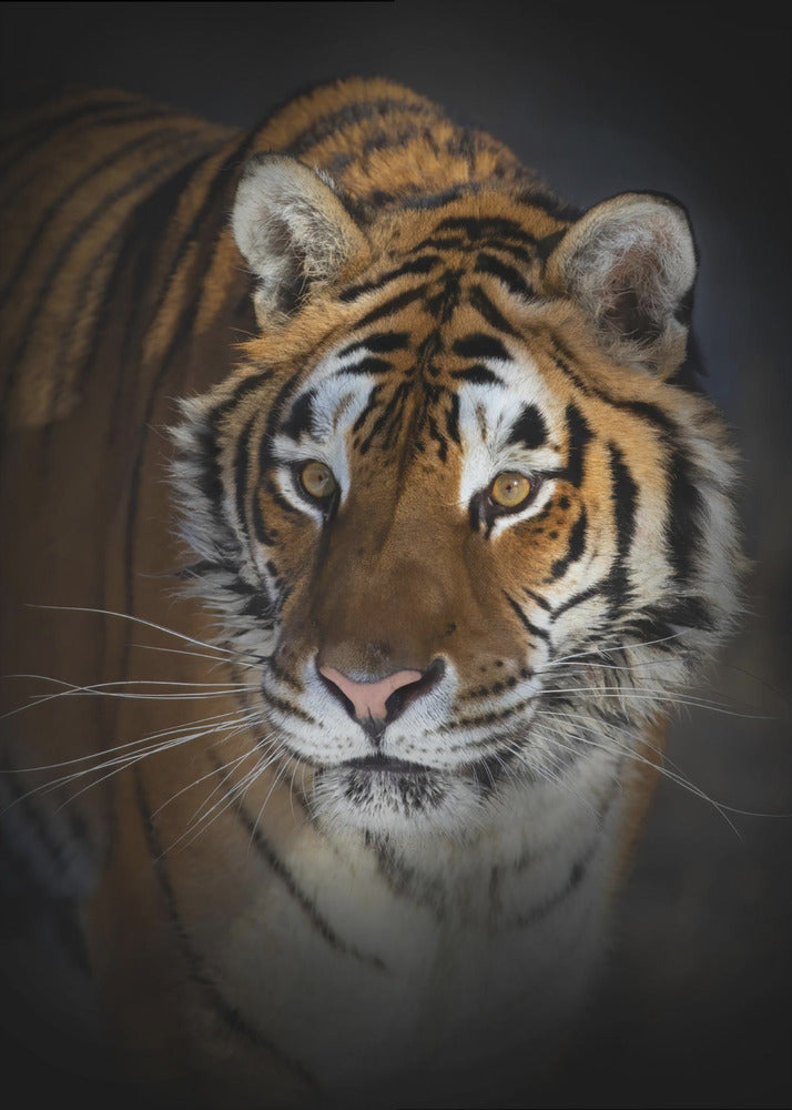 Wall art Portrait of a Siberian Tiger-canvas-DECOROLALA