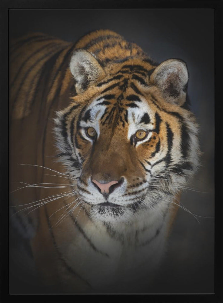 Wall art Portrait of a Siberian Tiger-canvas-DECOROLALA