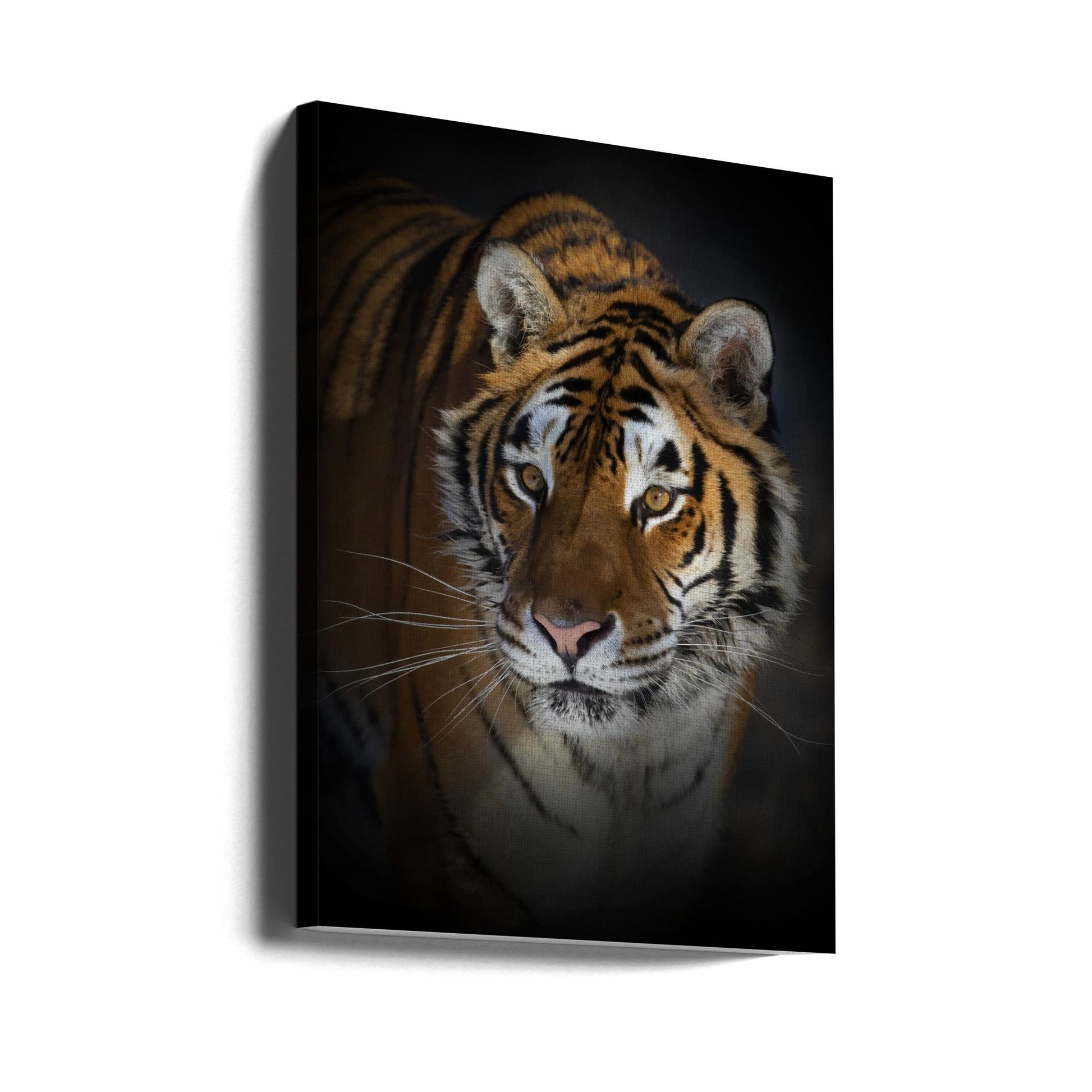 Wall art Portrait of a Siberian Tiger-canvas-DECOROLALA