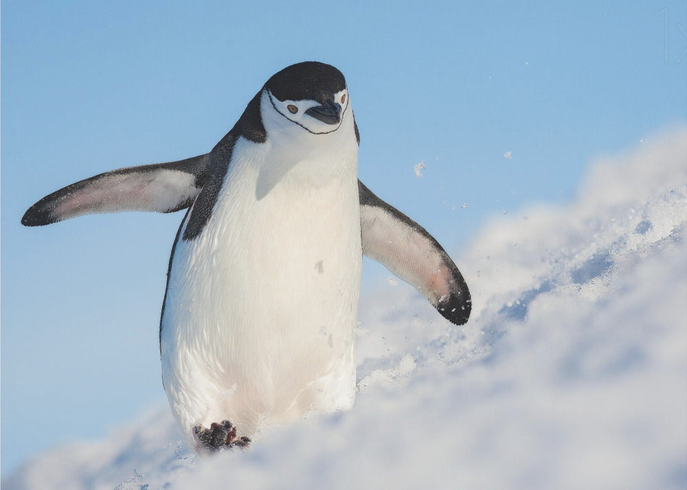 Wall art Running up that hill-Canvas Print-DECOROLALA