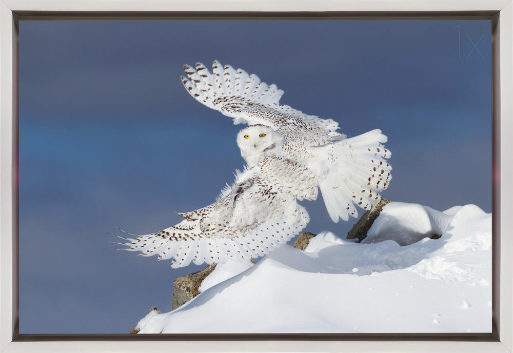 Wall art Snowy Owl in Flight-Canvas Print-DECOROLALA