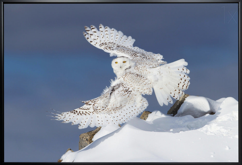Wall art Snowy Owl in Flight-Canvas Print-DECOROLALA