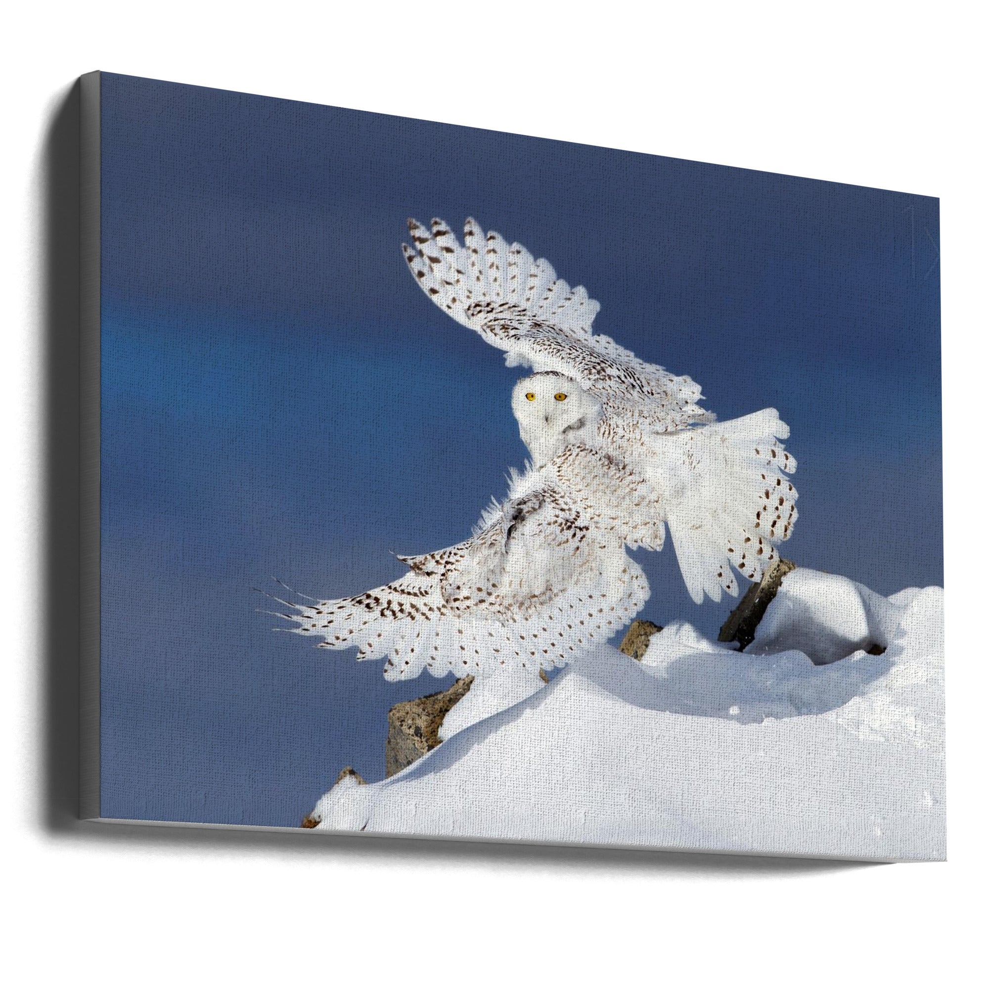Wall art Snowy Owl in Flight-Canvas Print-DECOROLALA