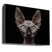 Wall art Sphynx Cat-Canvas Print-DECOROLALA