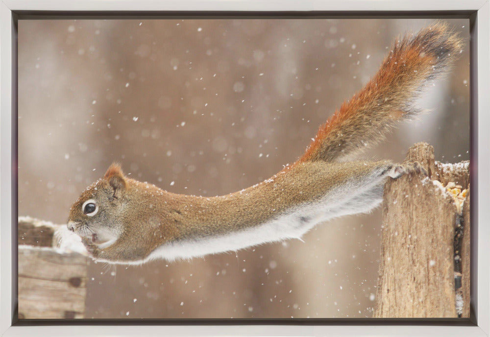 Wall art The Acrobat-Canvas Print-DECOROLALA