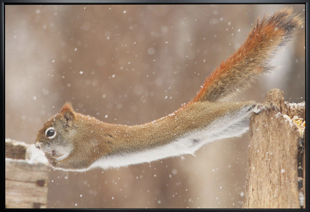 Wall art The Acrobat-Canvas Print-DECOROLALA