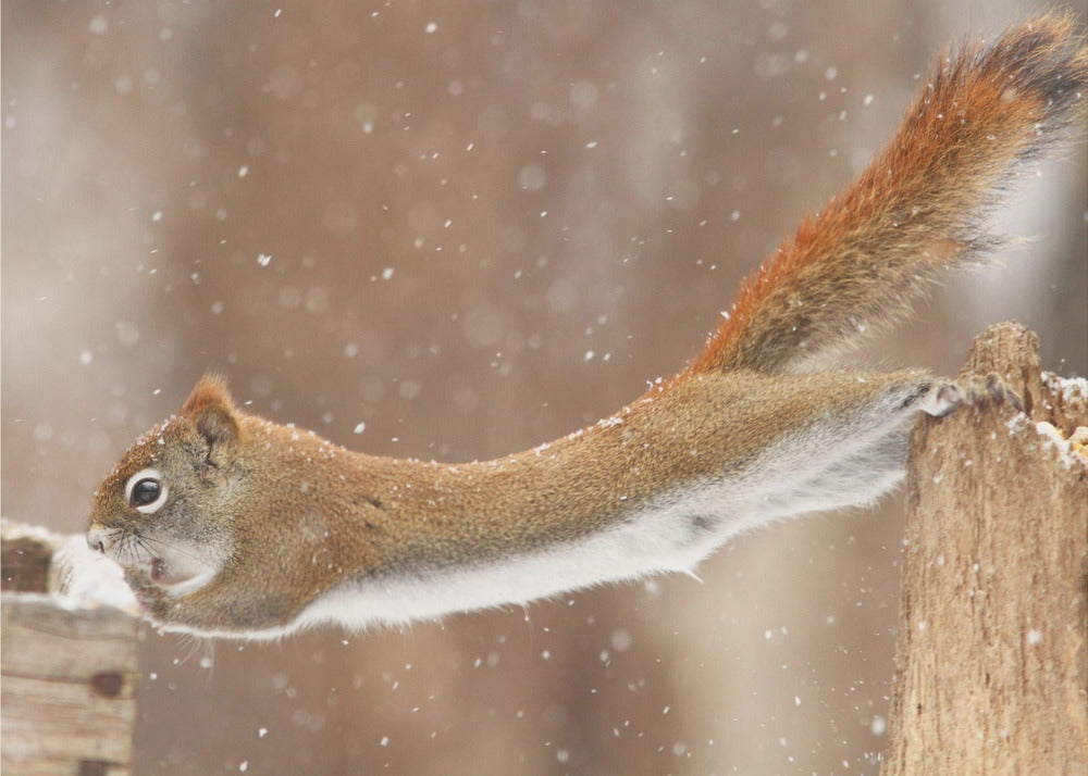 Wall art The Acrobat-Canvas Print-DECOROLALA