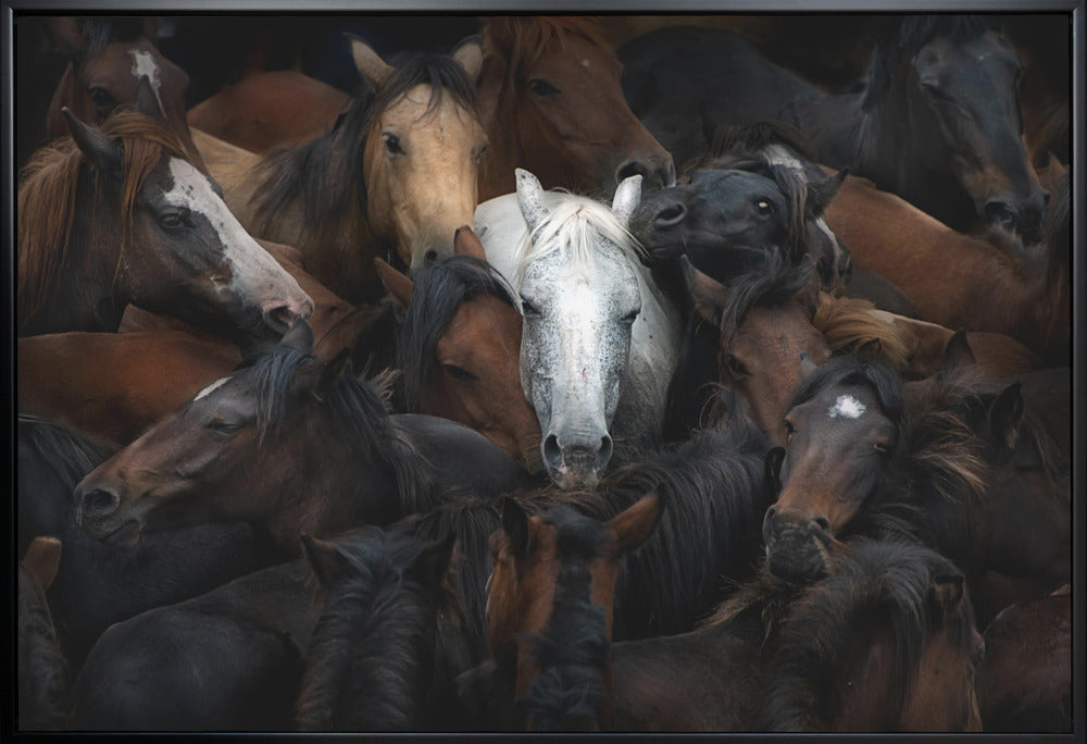 Wall art: The White Horse-Canvas Print-DECOROLALA