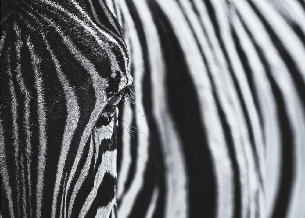 Wall art The look of nature-Canvas Print-DECOROLALA