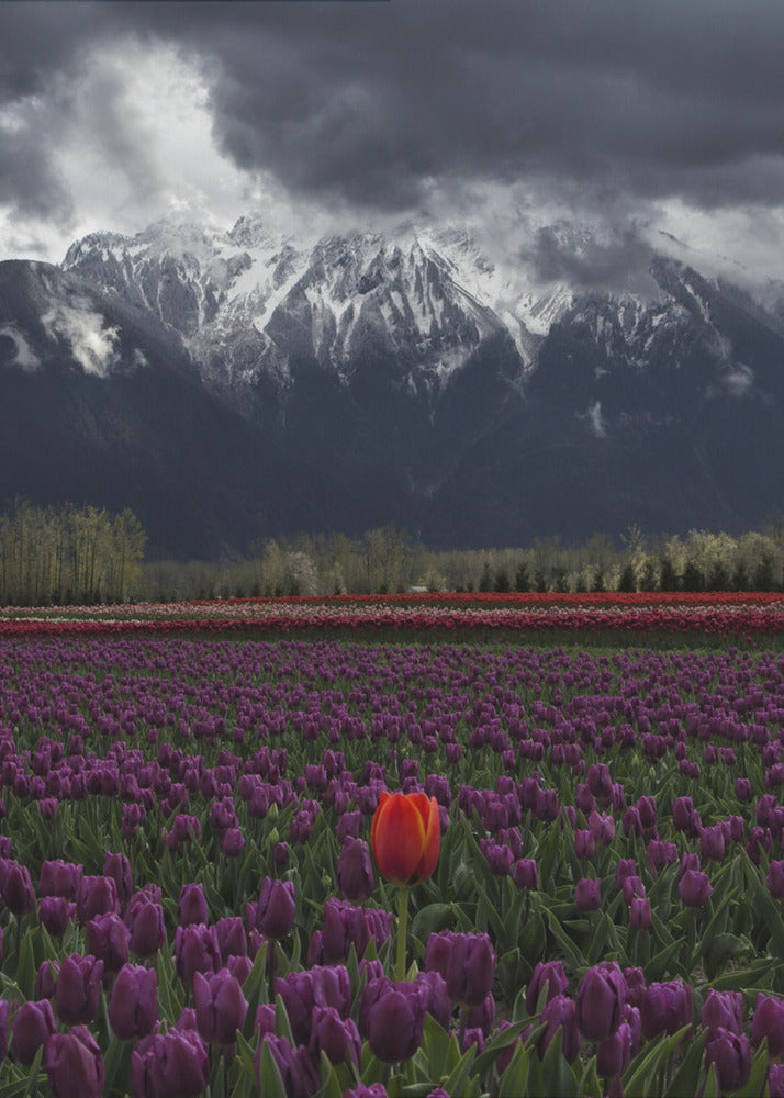 Wall art Tulip in Vancouver, Canada-Canvas Print-DECOROLALA
