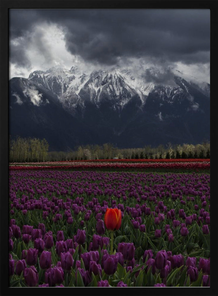 Wall art Tulip in Vancouver, Canada-Canvas Print-DECOROLALA
