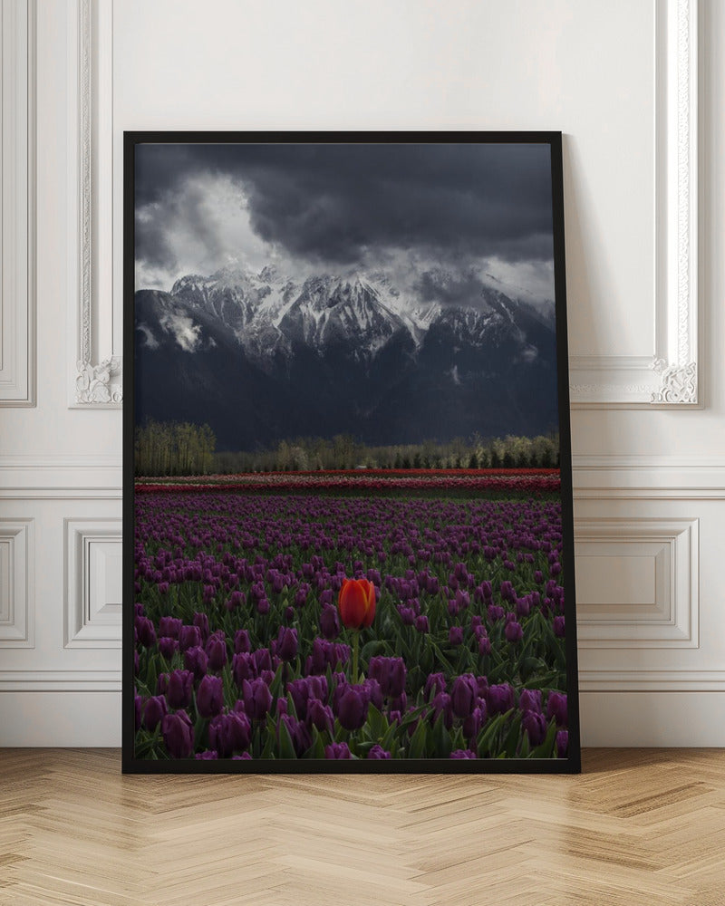 Wall art Tulip in Vancouver, Canada-Canvas Print-DECOROLALA