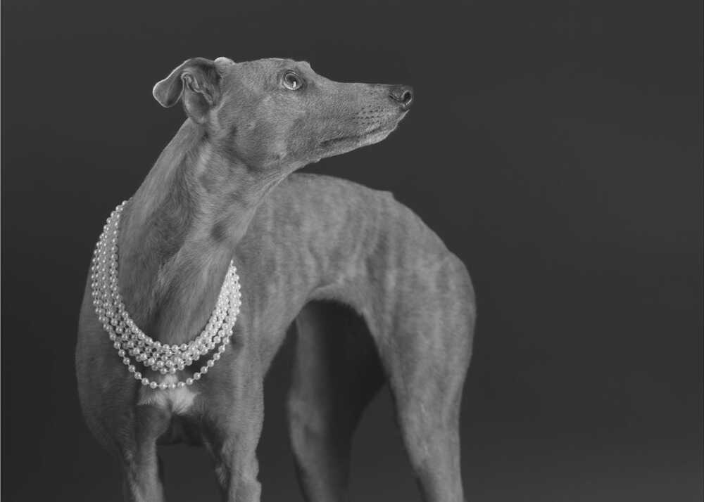 Wall art Whippet girl with the pearl necklace-Canvas Print-DECOROLALA