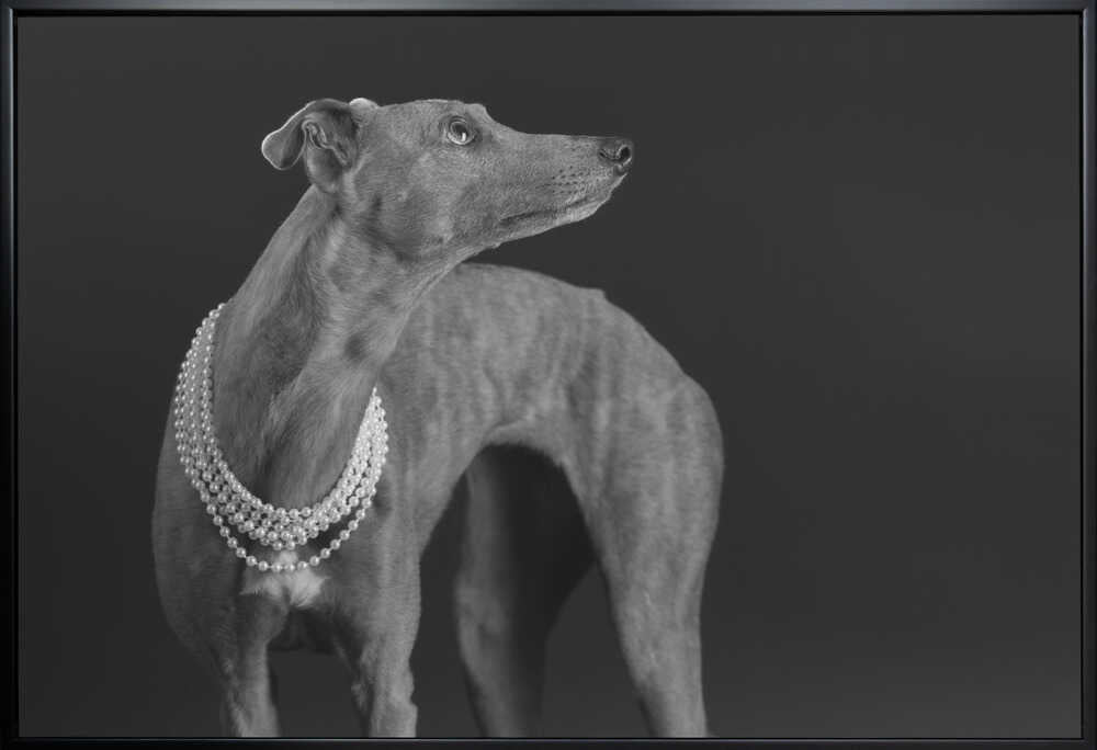 Wall art Whippet girl with the pearl necklace-Canvas Print-DECOROLALA