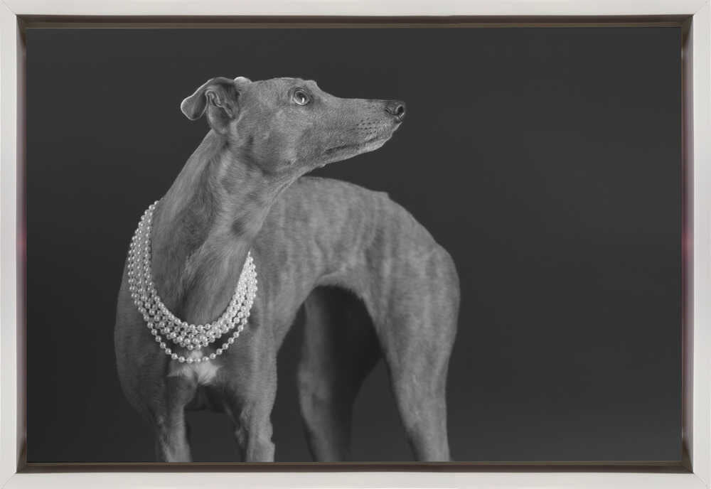 Wall art Whippet girl with the pearl necklace-Canvas Print-DECOROLALA