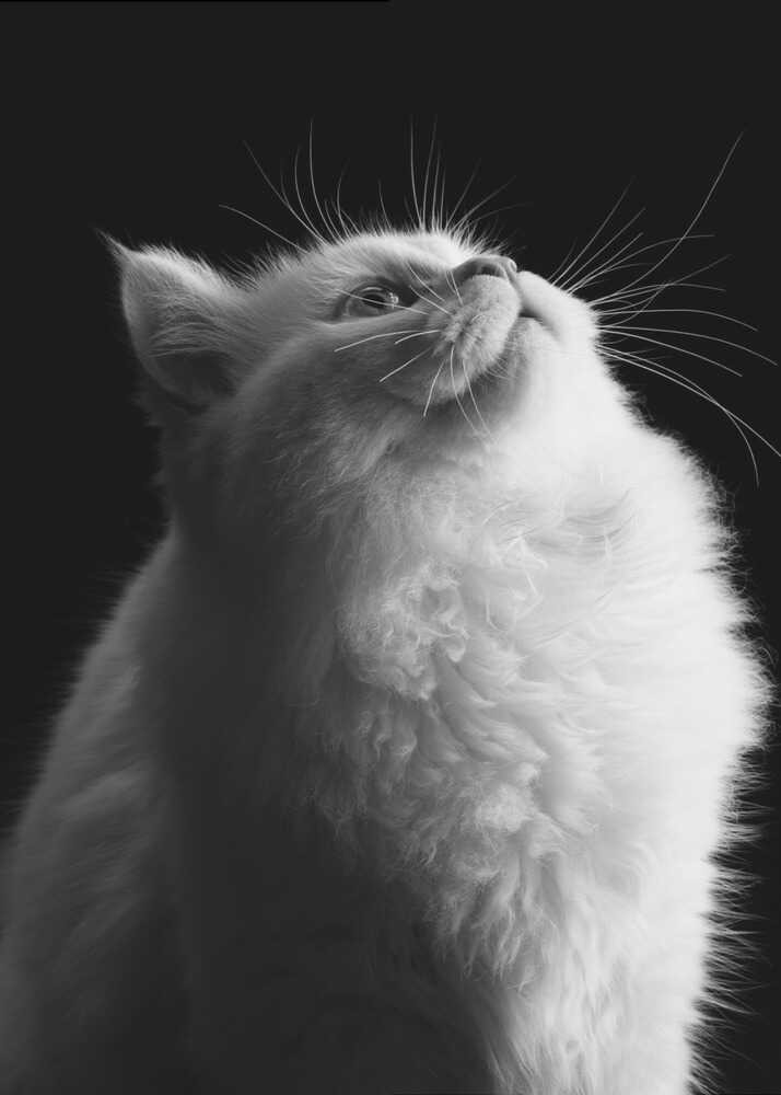 Wall art White in Black-canvas prints-DECOROLALA