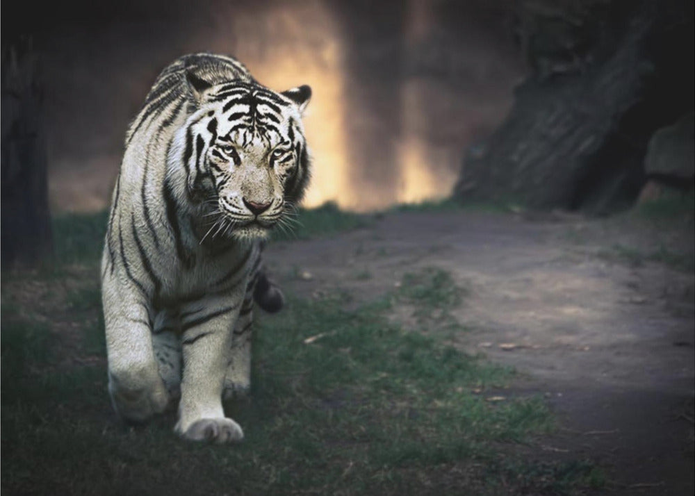 Wall art White walker-canvas-DECOROLALA