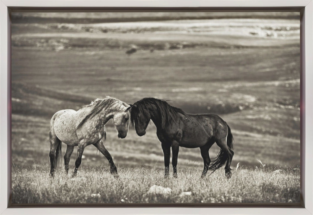 Wall art close encounter. Horses-Canvas Print-DECOROLALA