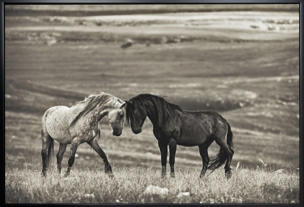 Wall art close encounter. Horses-Canvas Print-DECOROLALA