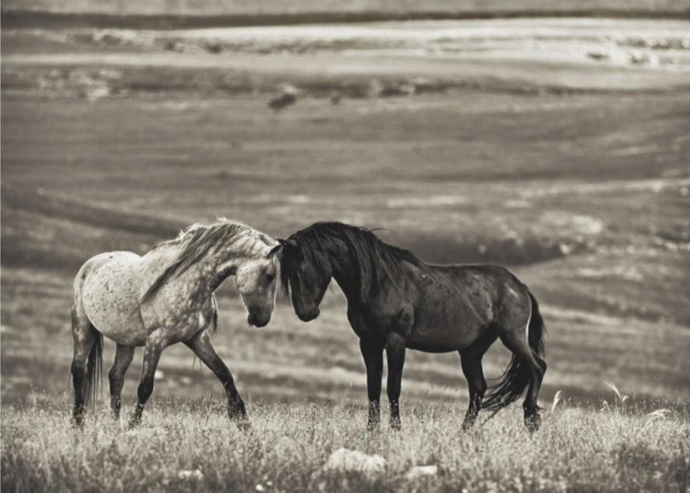Wall art close encounter. Horses-Canvas Print-DECOROLALA