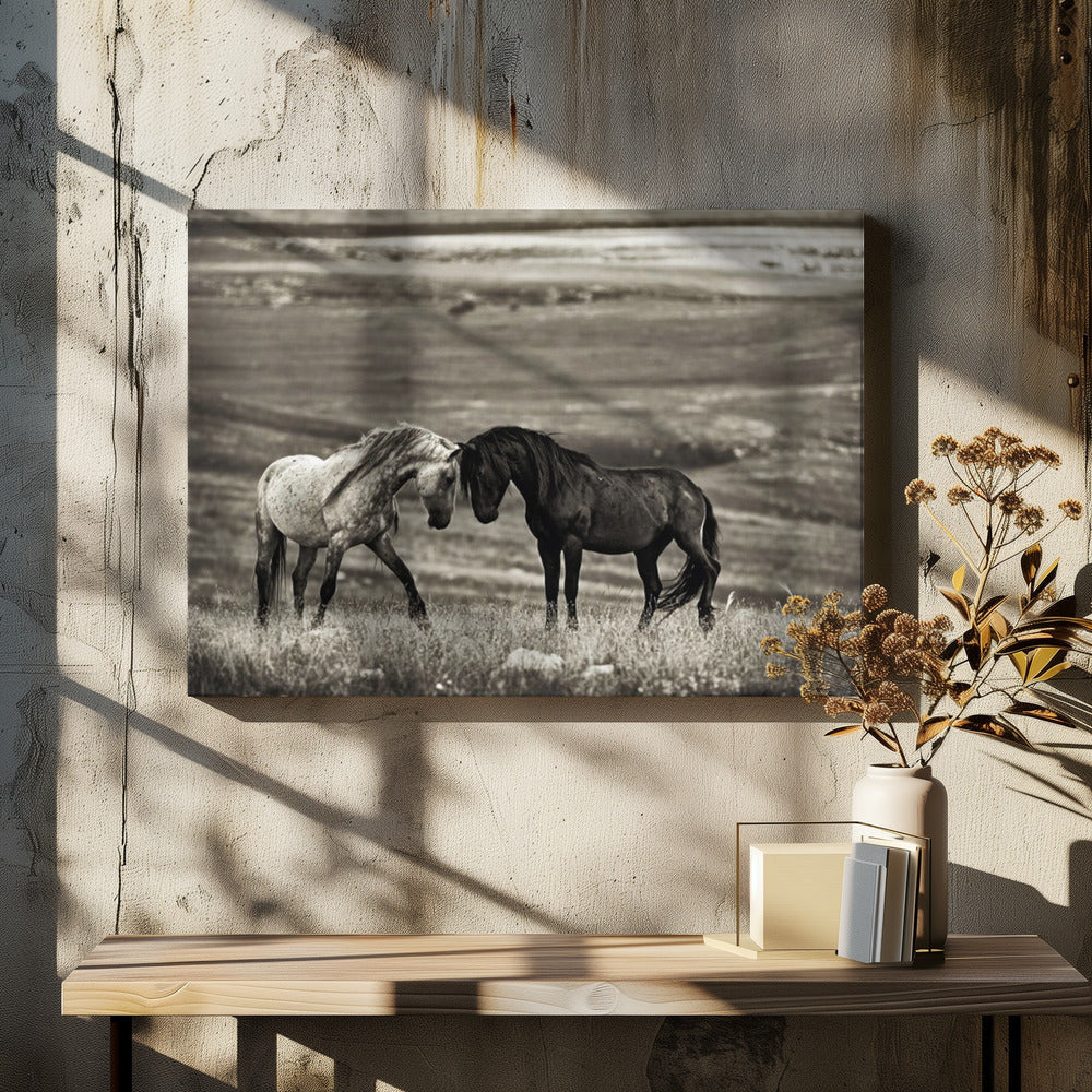 Wall art close encounter. Horses-Canvas Print-DECOROLALA