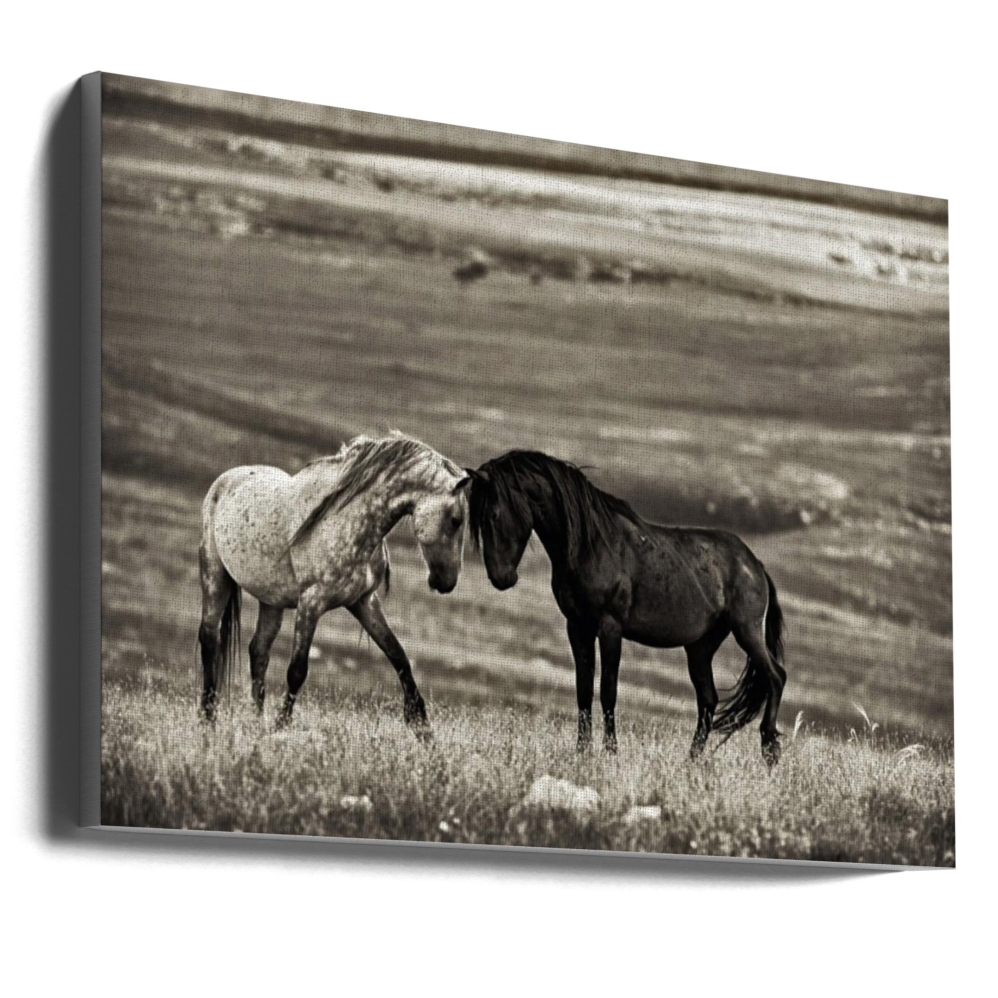 Wall art close encounter. Horses-Canvas Print-DECOROLALA