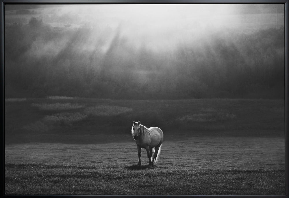 Wall art morning appearance. Hourses-Canvas Print-DECOROLALA