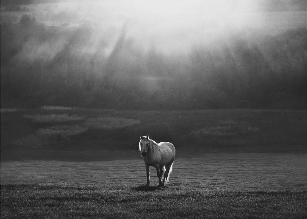 Wall art morning appearance. Hourses-Canvas Print-DECOROLALA