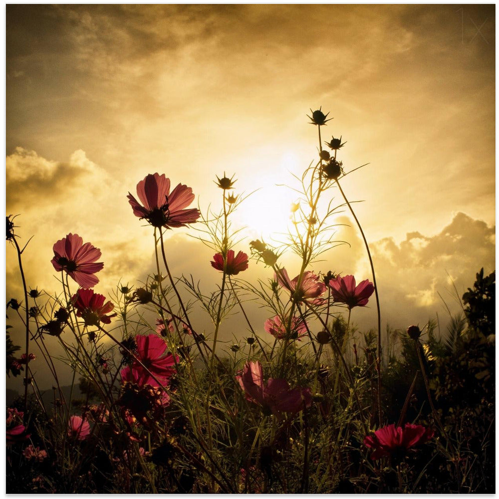 Watching the Sun-canvas-DECOROLALA