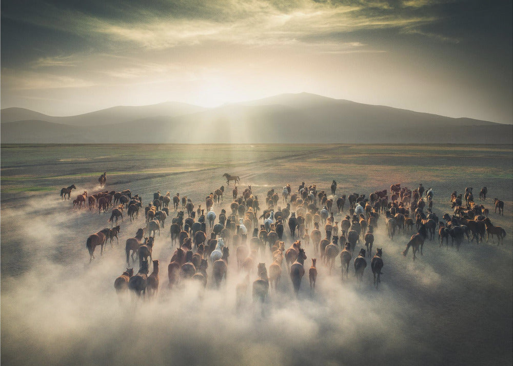 Wild Horses by Cuma Cevik Wall Art-canvas-DECOROLALA