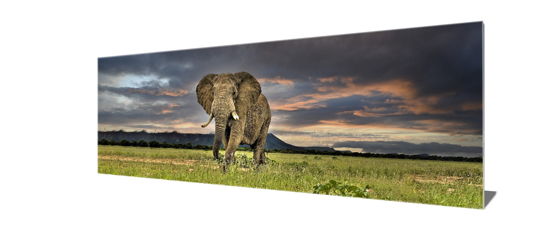 Wildlife canvas-Elephant -Wall Art-Wall Art-DECOROLALA