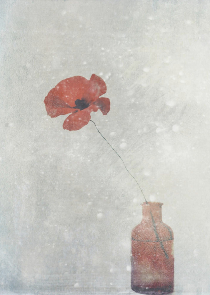 Winter Poppy Wall Art by Delphine Devos-canvas-DECOROLALA