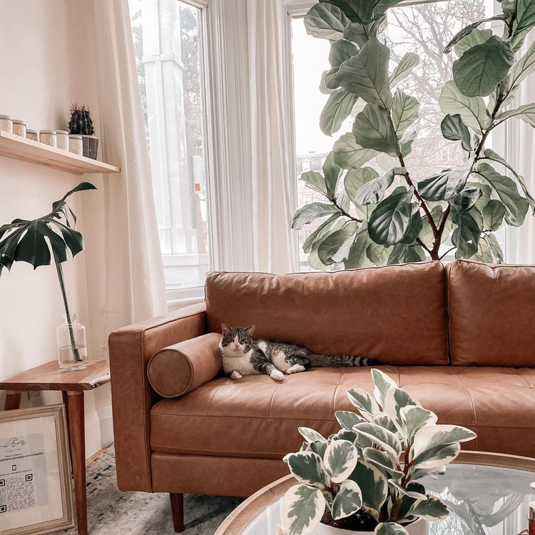DECOROLALA