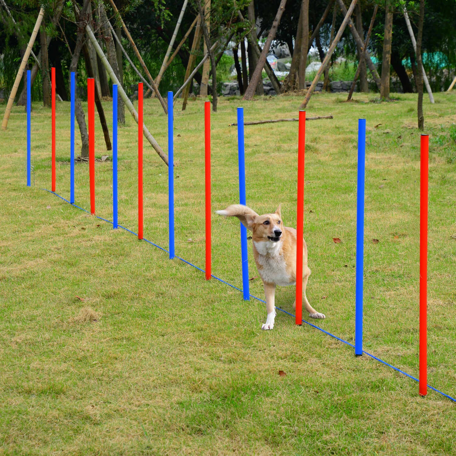 Dog Agility Equipment Set, Portable Dog Agility training equipment for Outdoor Play Run