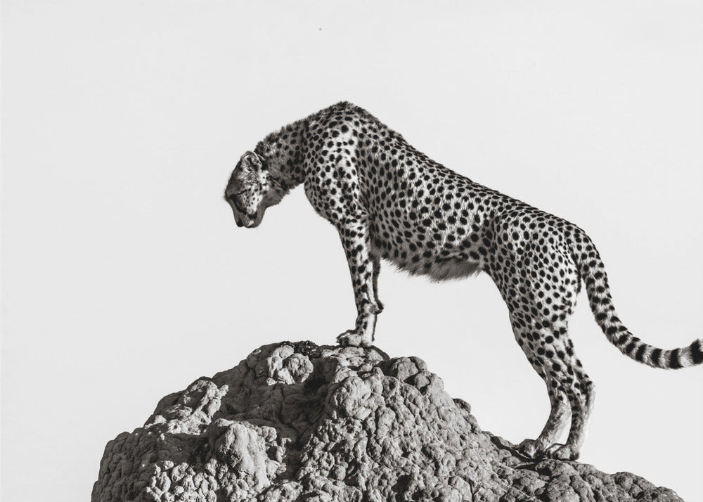 the hunter-canvas-DECOROLALA