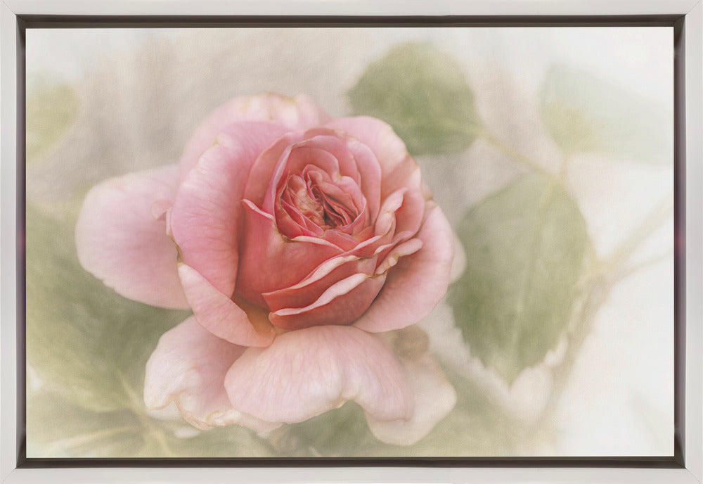 smooth rose-Canvas Print-DECOROLALA