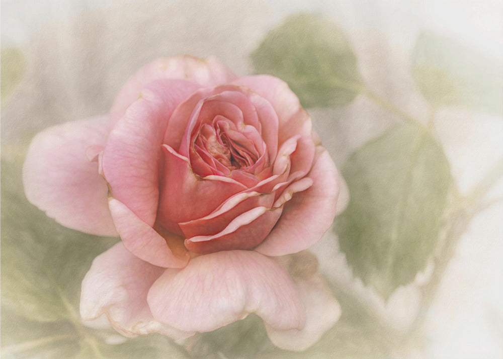 smooth rose-Canvas Print-DECOROLALA