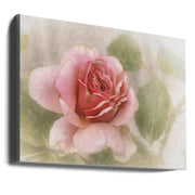 smooth rose-Canvas Print-DECOROLALA