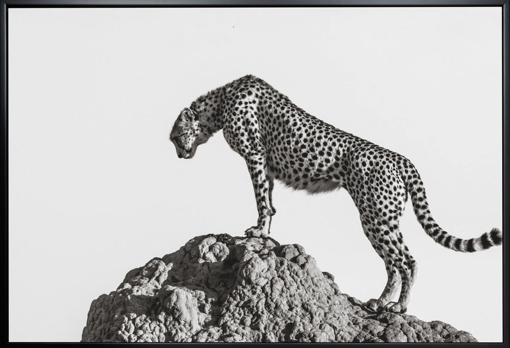 the hunter-canvas-DECOROLALA